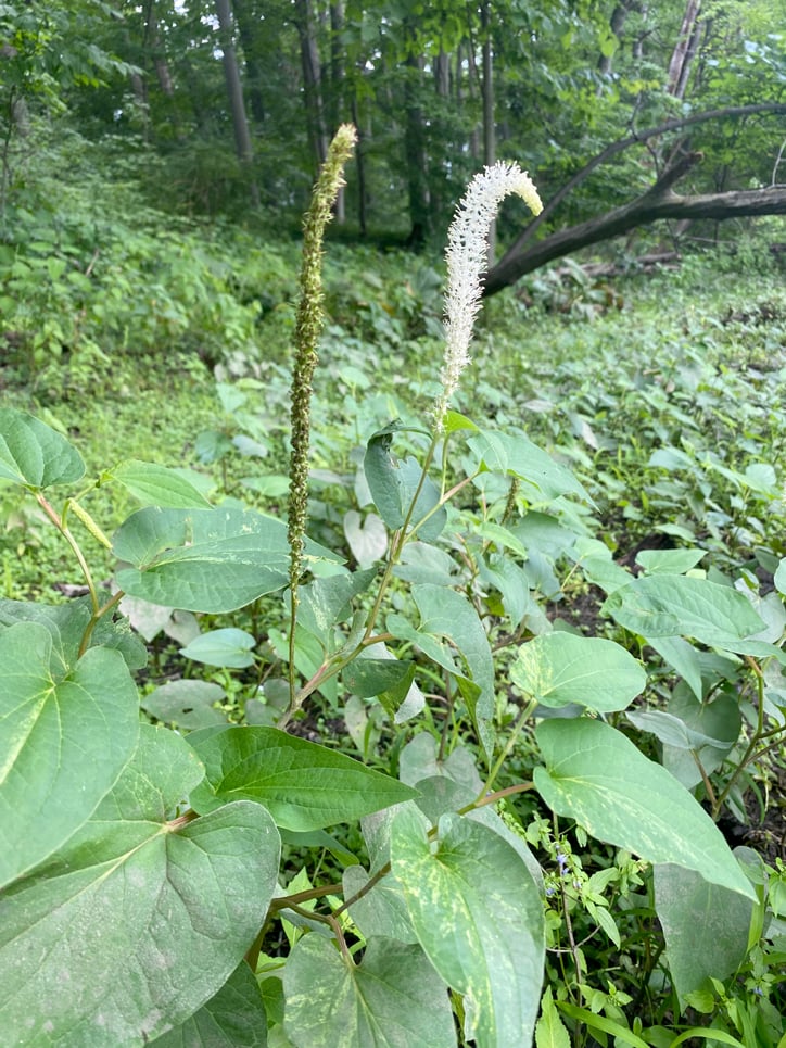 Saururus cornuus, Lizard's Tail
