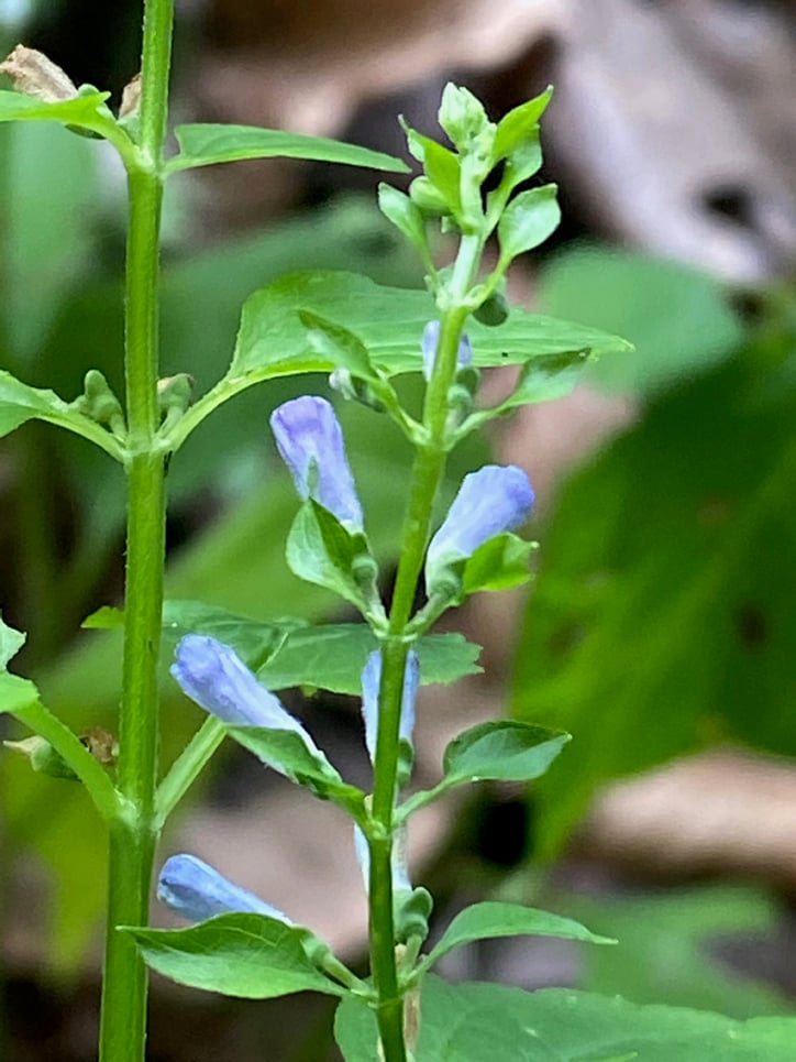 Scutellaria lateriflora, Scullcap, flower