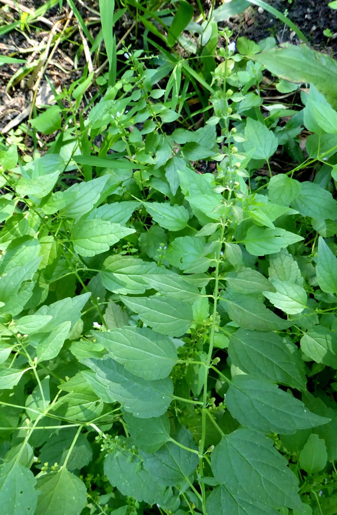 Scuttelaria laterifolia, Scullcap