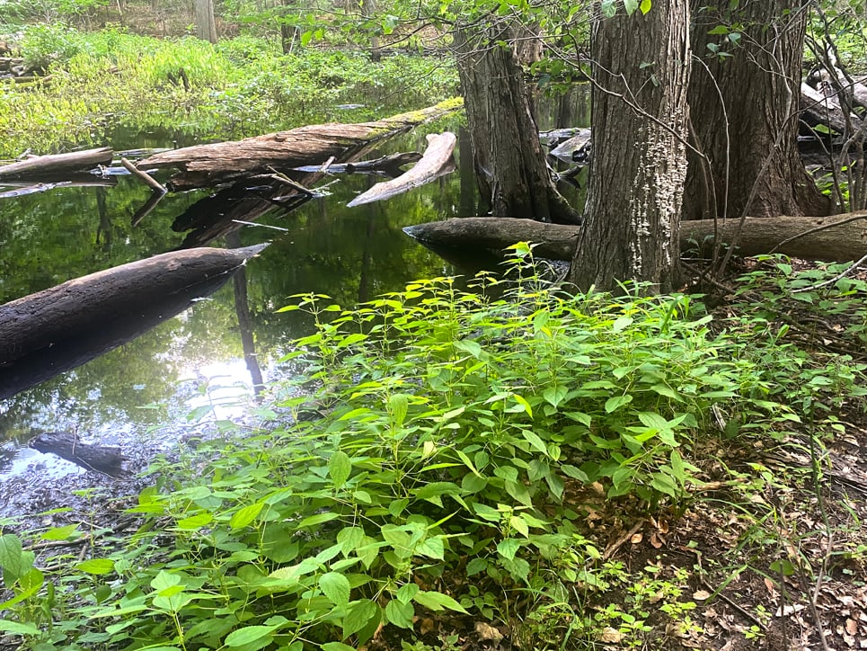 Summer, ephemeral pond.