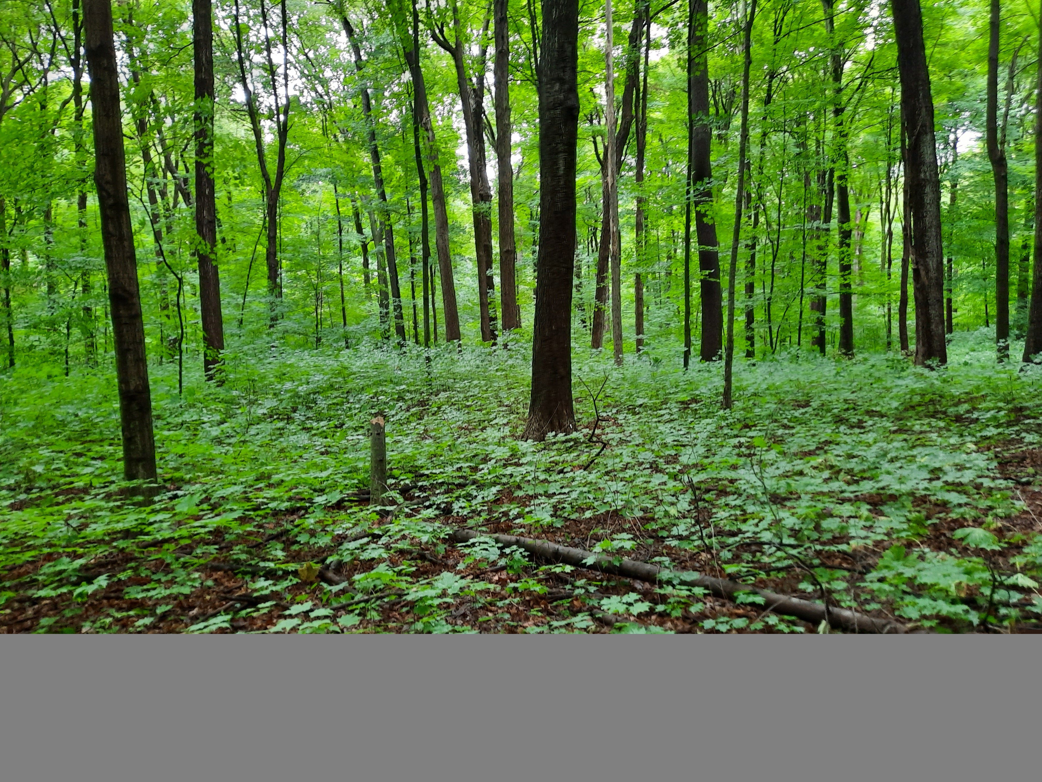 baker_open_woodland_upright