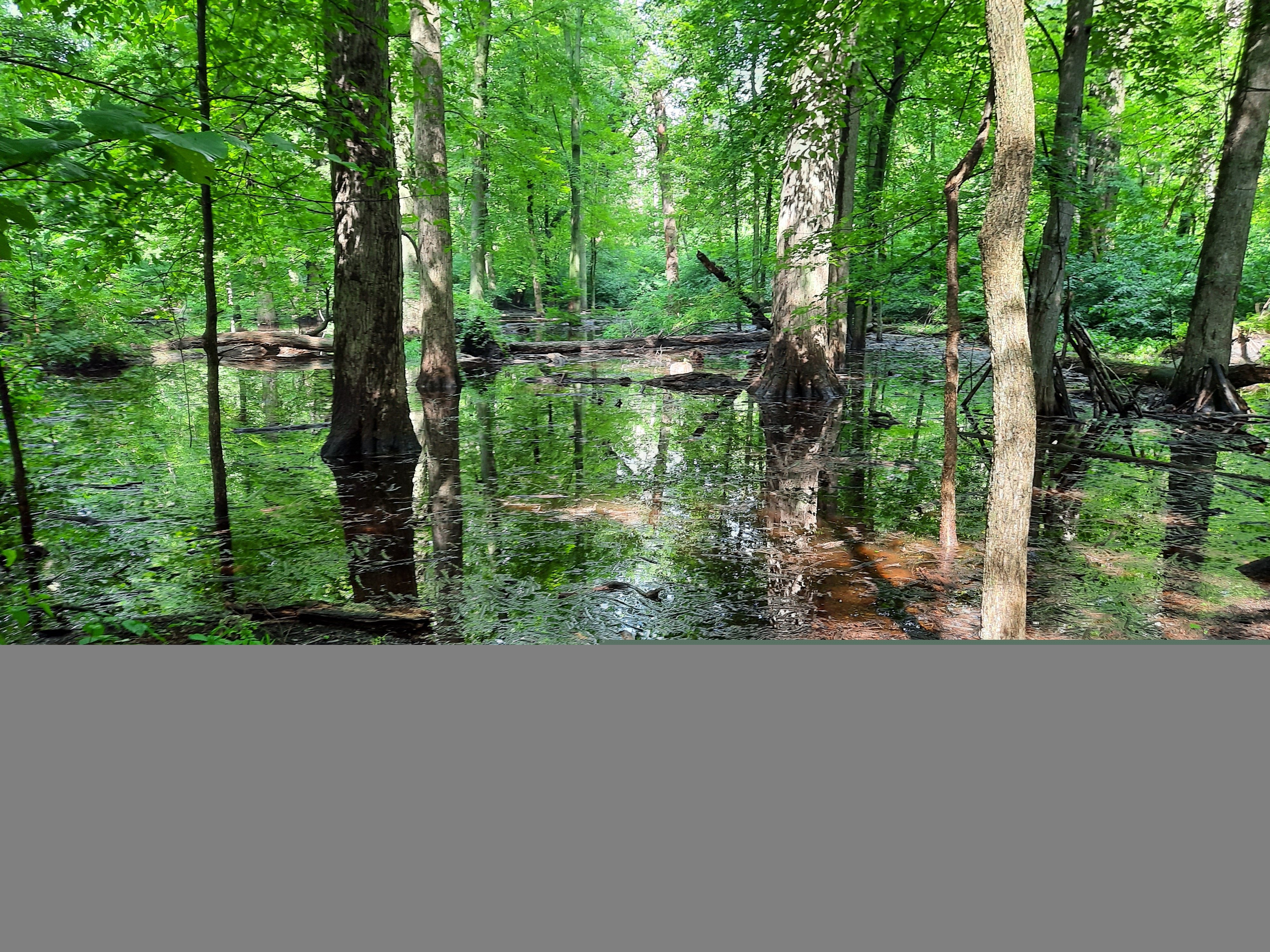 baker_woodland_pond_fixed