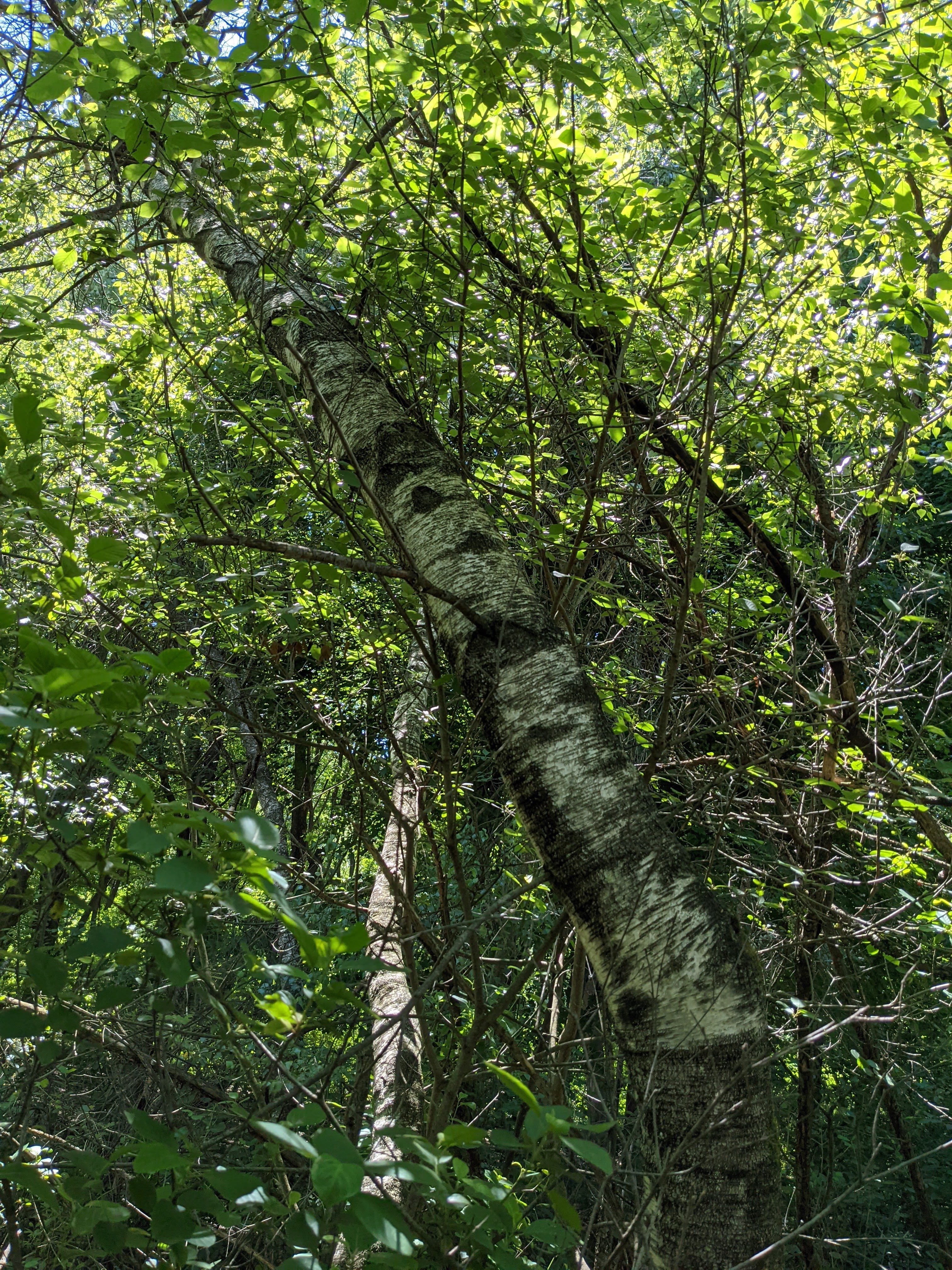 bearlake_Betula_populifolia_fixed