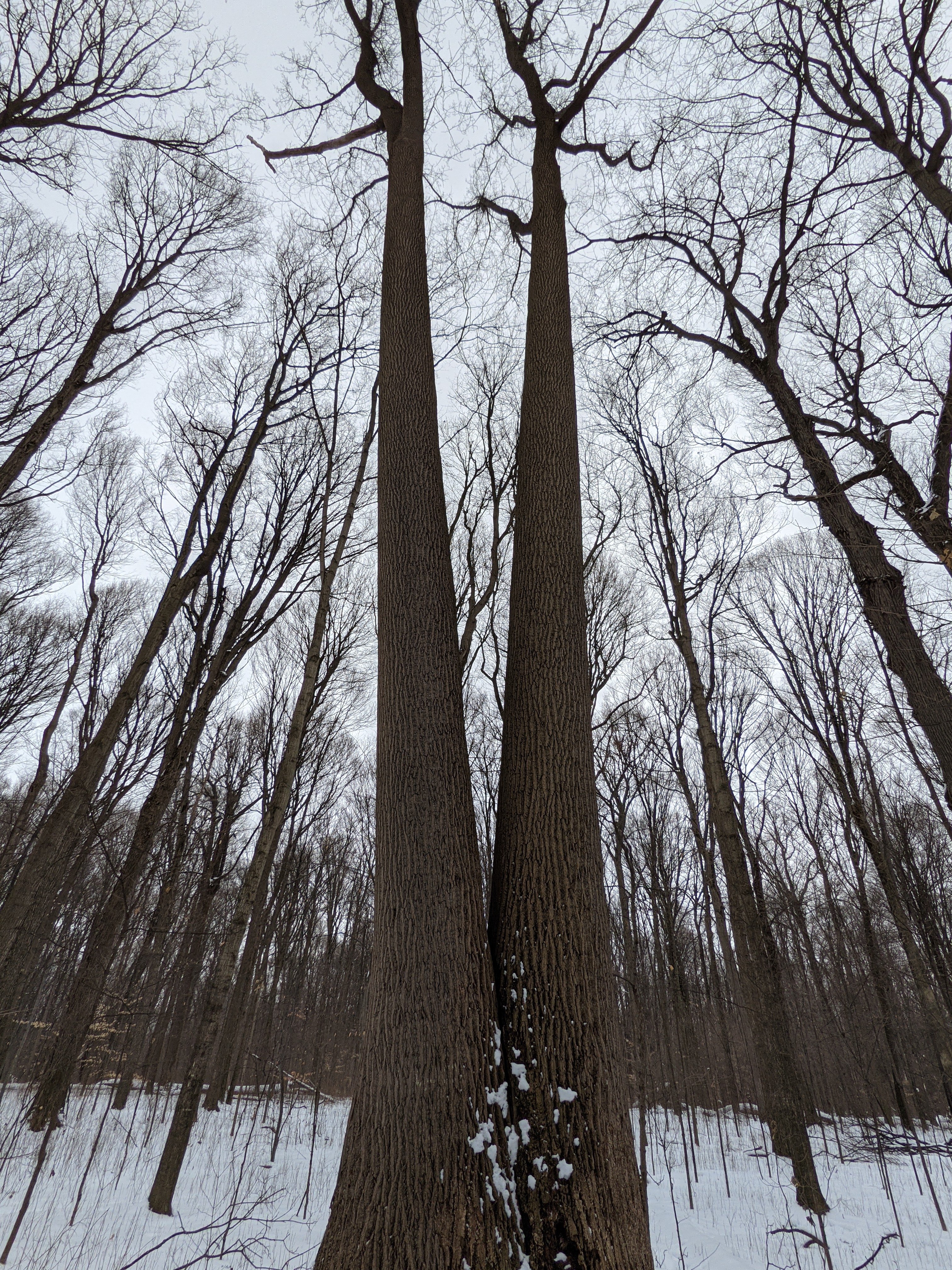 Liriodendron_tulipifera_fixed