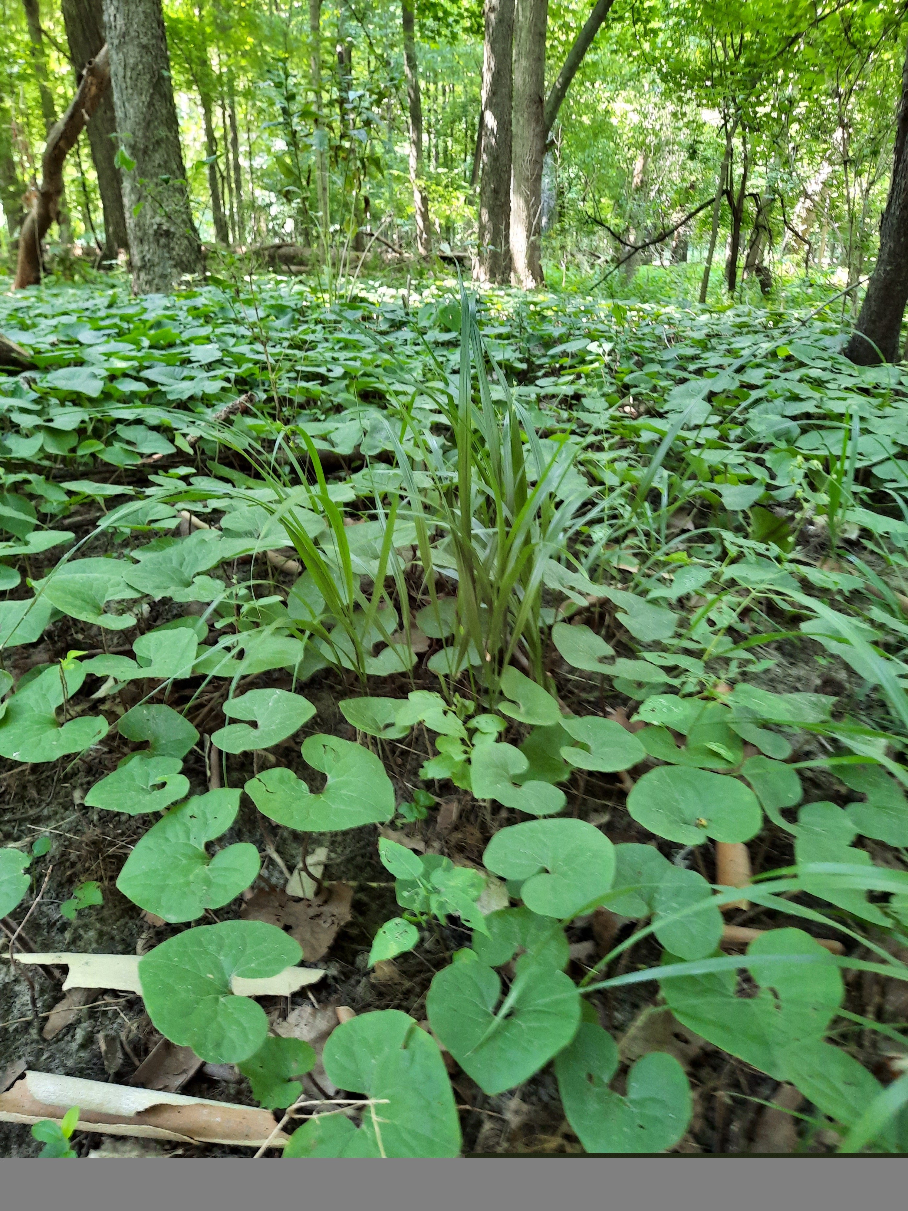 red-cedar-north-diarrhena_americana_asarum_canadense_fixed