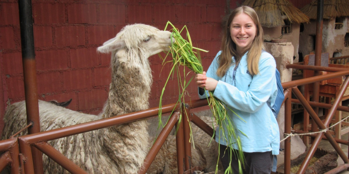 A MSU student feeding an alpaca during a Pre-Clinical Observation program in Cusco, Peru.