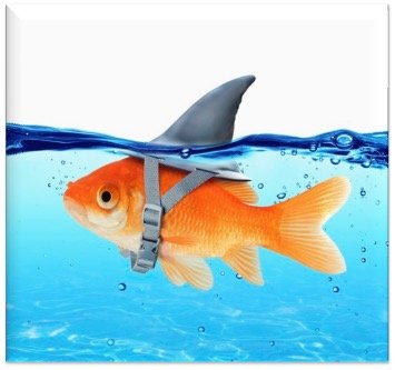 A goldfish swims just under the water. A fake shark fin is strapped to its back.