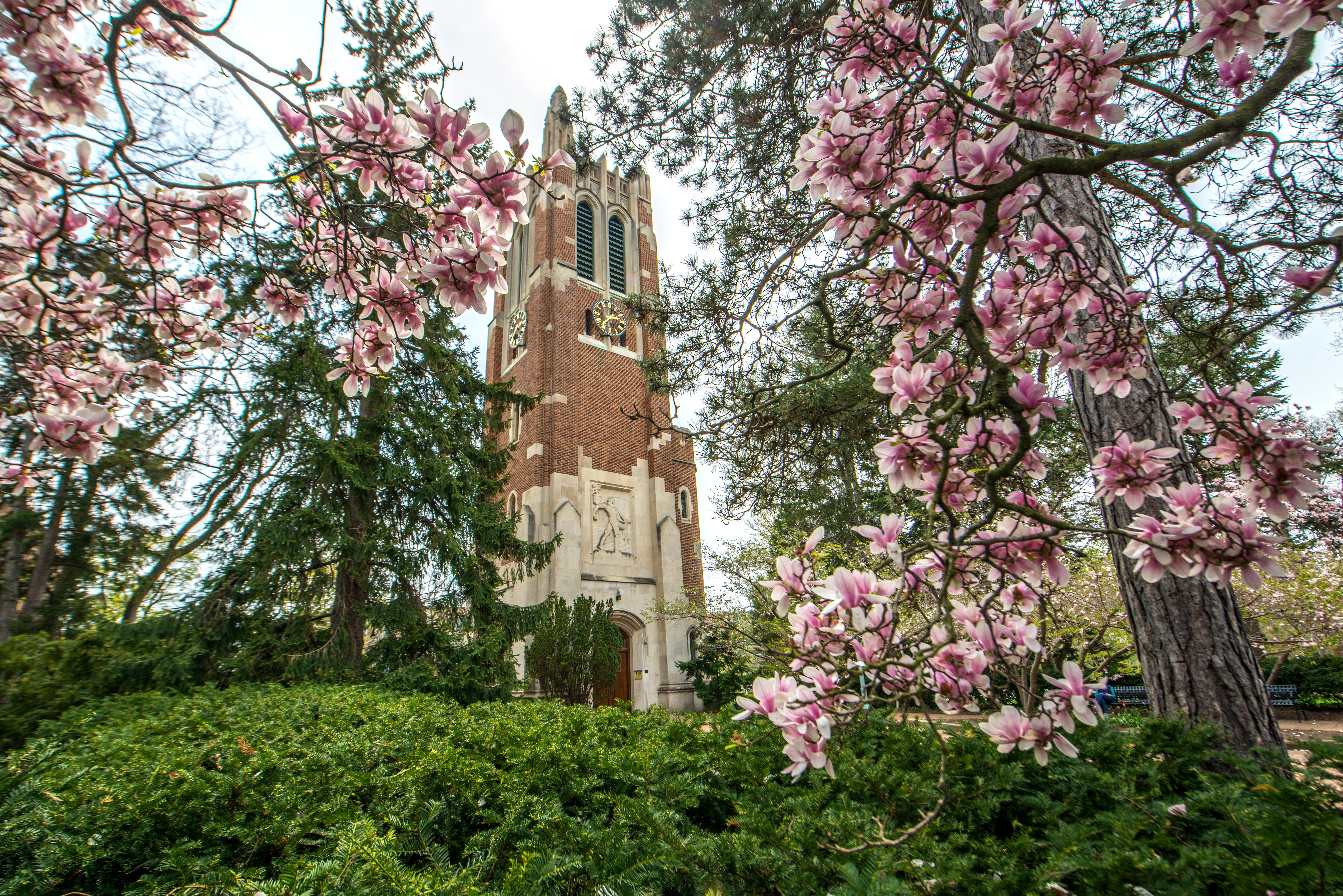 Beaumont tower with flower blossoms in the foreground.
