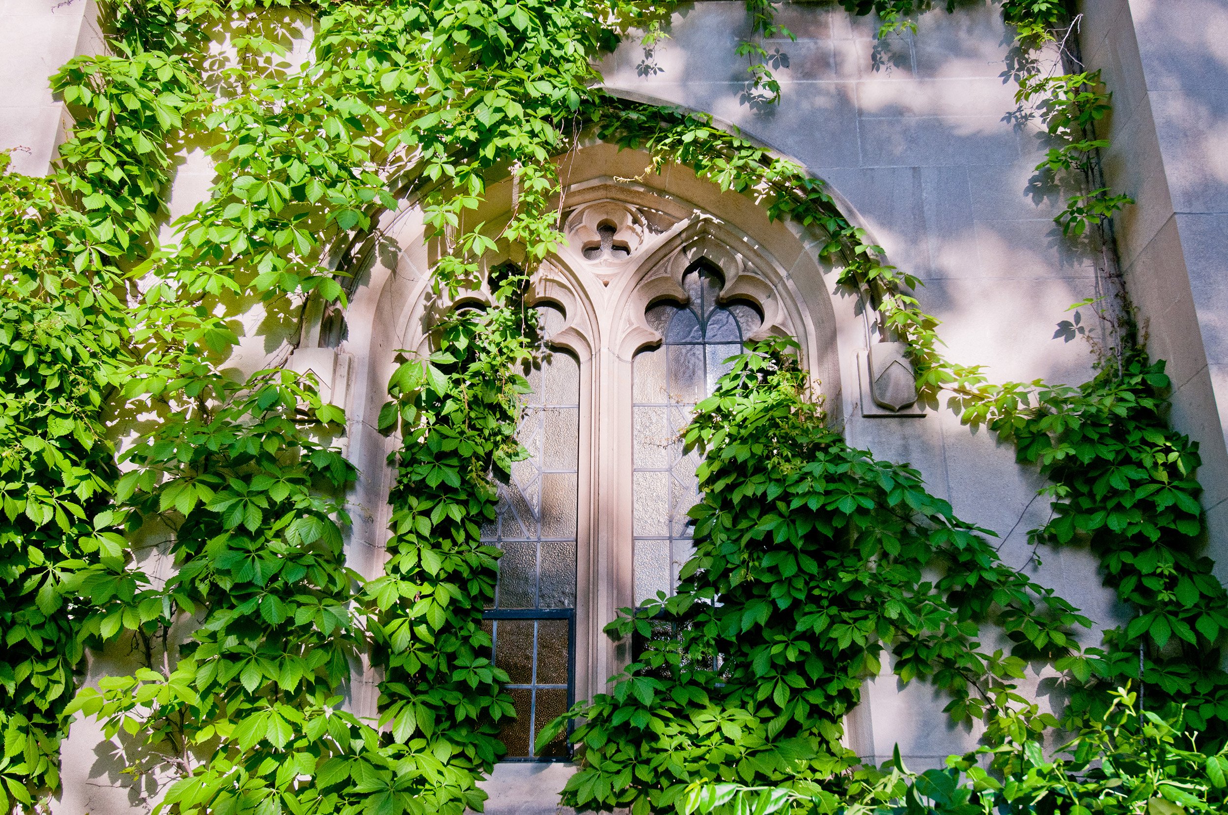 A stone wall with ivy growing.
