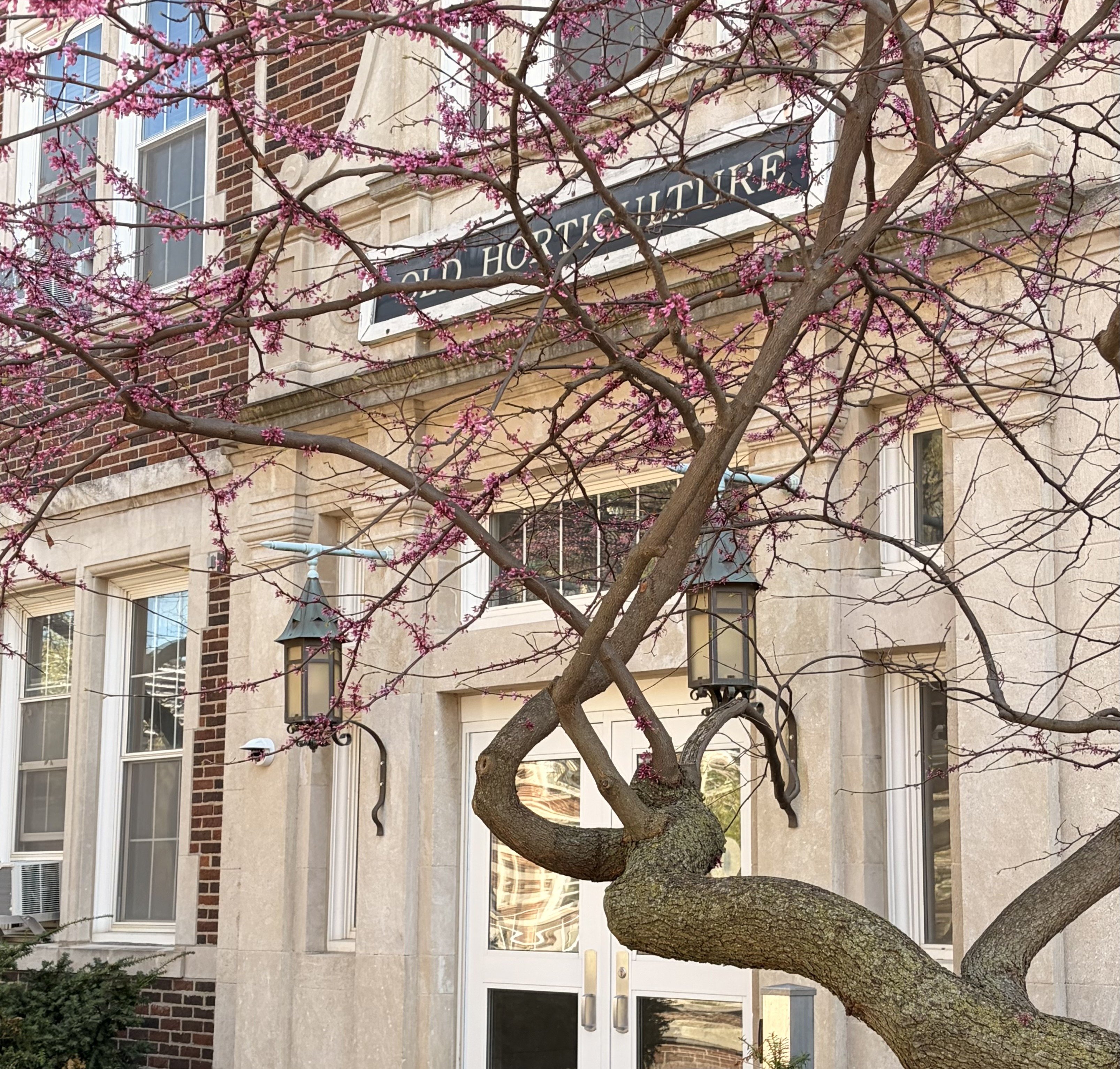 Spring  blossom tree with purple flowers blooming in front of Old Horticulture building. 