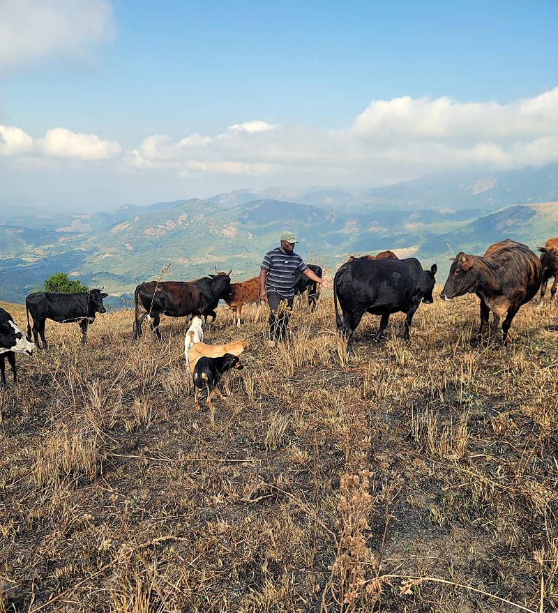Professor Nicholas Nyachega standing among a herd of cattle on a dry hillside, with two dogs nearby and mountains in the background.