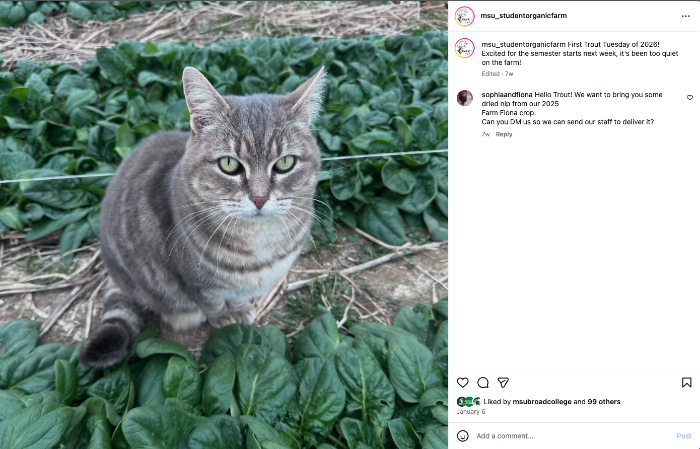 Screenshot of an MSU_StudentOrganicFarm Instagram post of a cat. The caption reads 