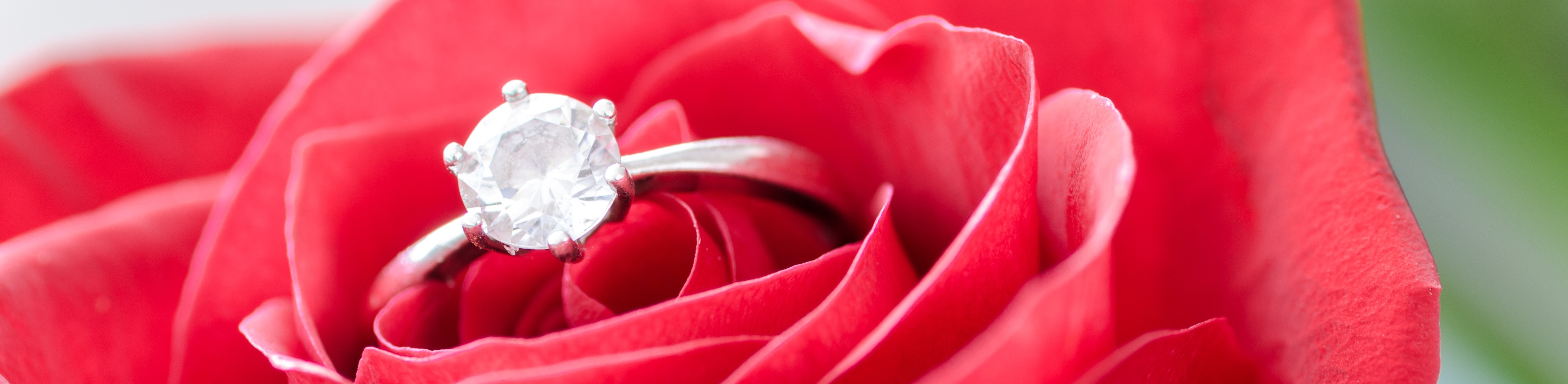 silver-diamond-embed-ring-on-red-rose-633857