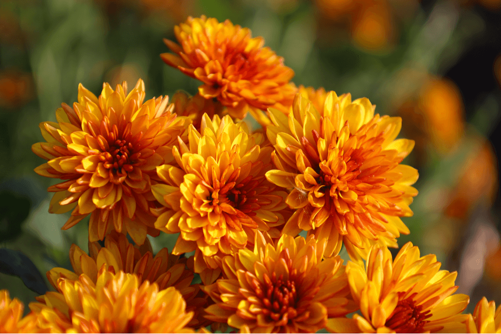 Orange mum flower