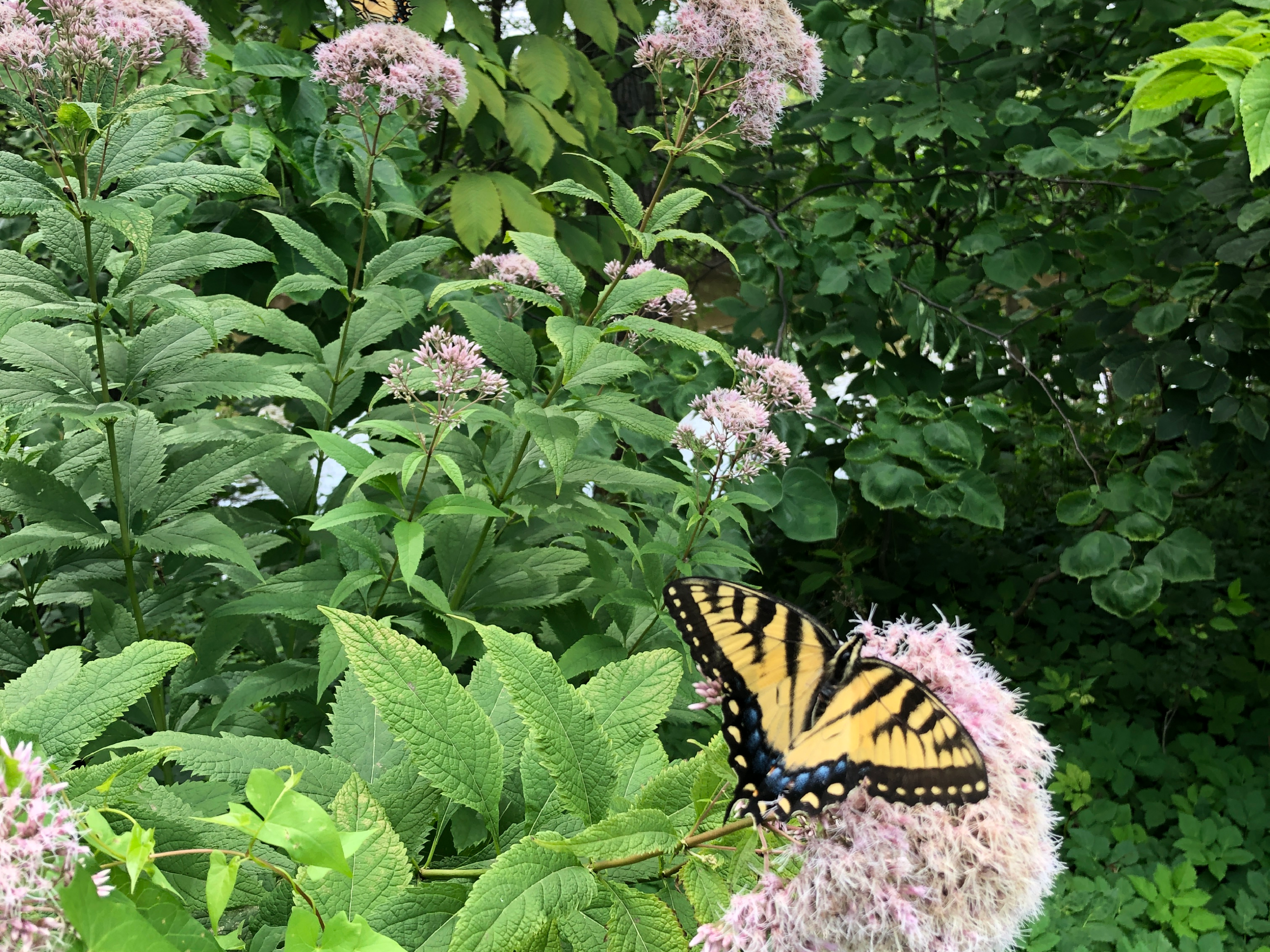 Butterfly_PollinatorMonth