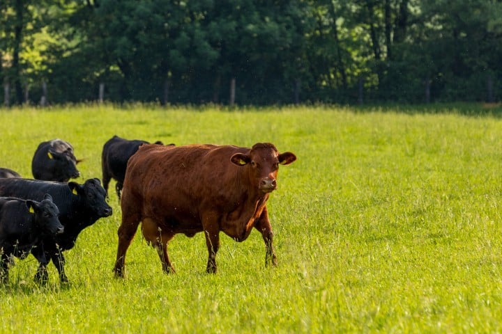Cows2