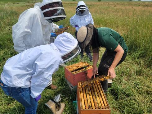 Students studying bees.