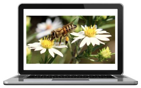 Laptop with bees and flowers.
