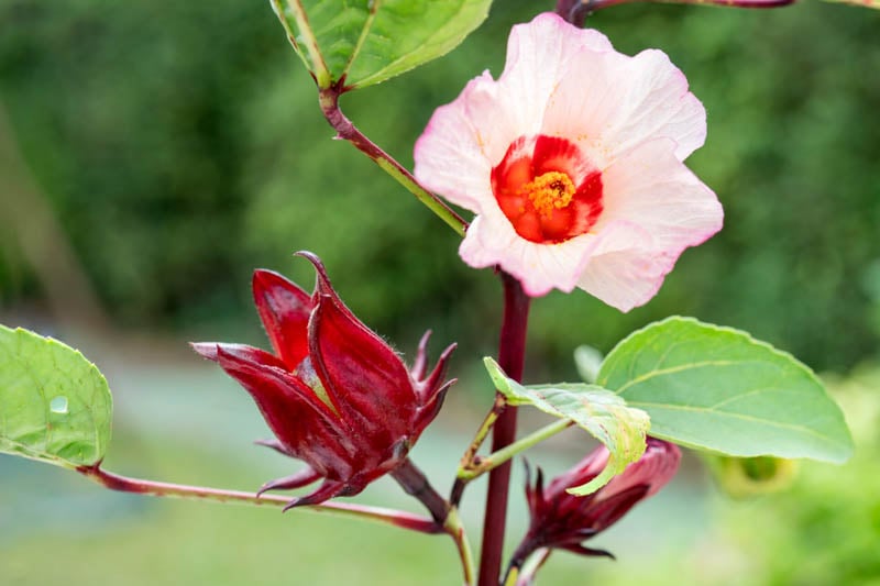 Mallow flower
