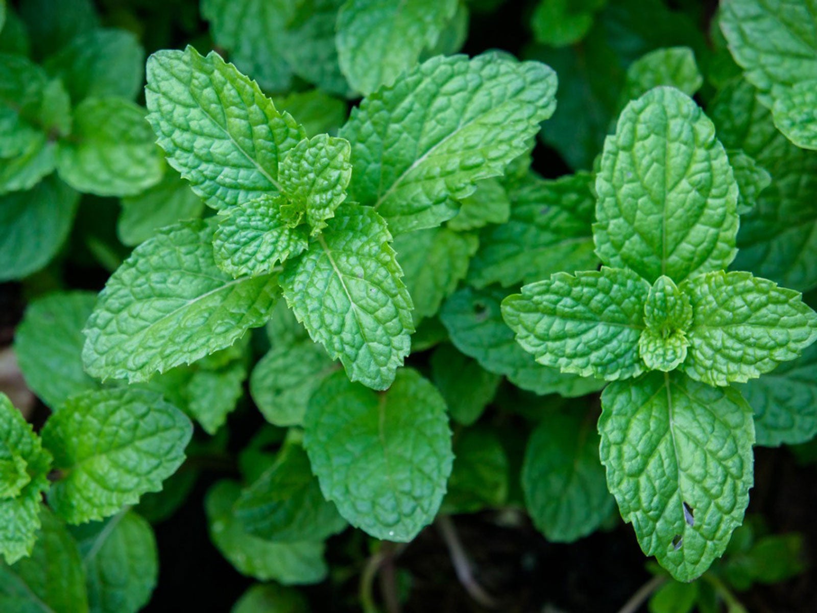 Green leaves