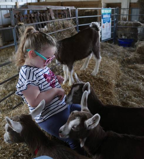 Small girl with cows.