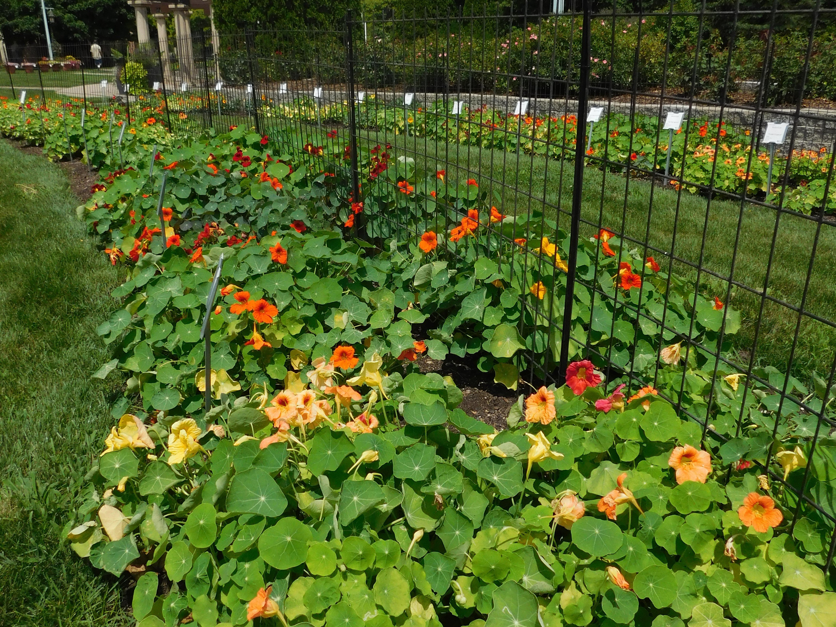 A fence with flowers running along it