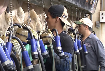 Cow milking aparatus