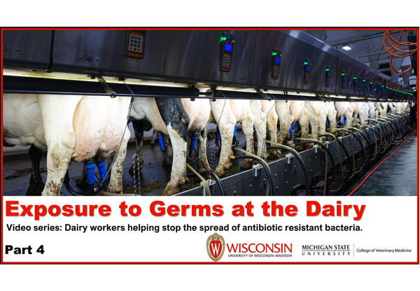 Exposure to Germs at the Dairy