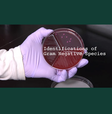 Gram negative petri dish