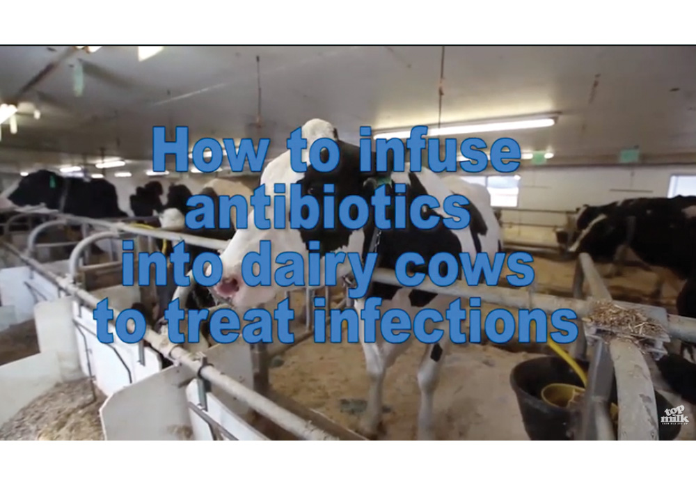 How to infuse antibiotics into dairy cows to treat infections