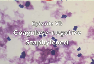 coagulase-negative-staphylococci title