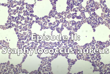 Episode II: Staphylococcus aureus