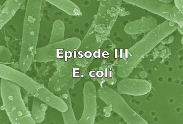 Episode II E-coli title