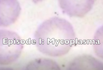 Episode 1: Mycoplasma