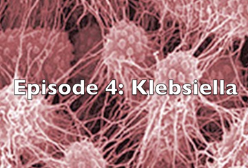 klebsiella title