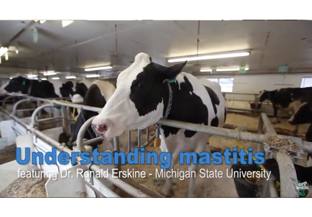 Understanding mastitis control in dairy cows