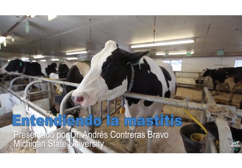 Understanding mastitis control in dairy cows