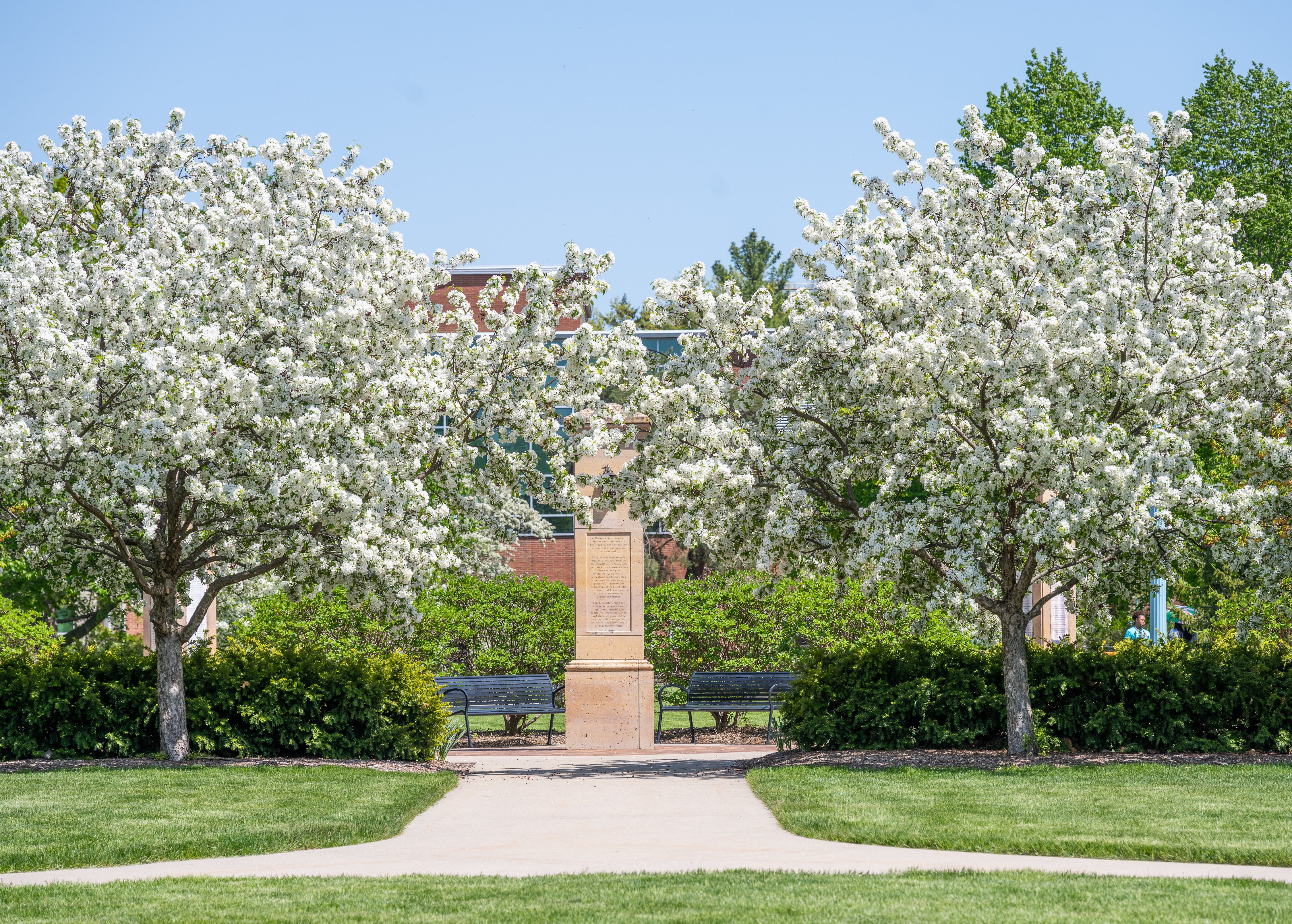 two blossoming trees with a sidewalk, two benches, and a pillar inbetween