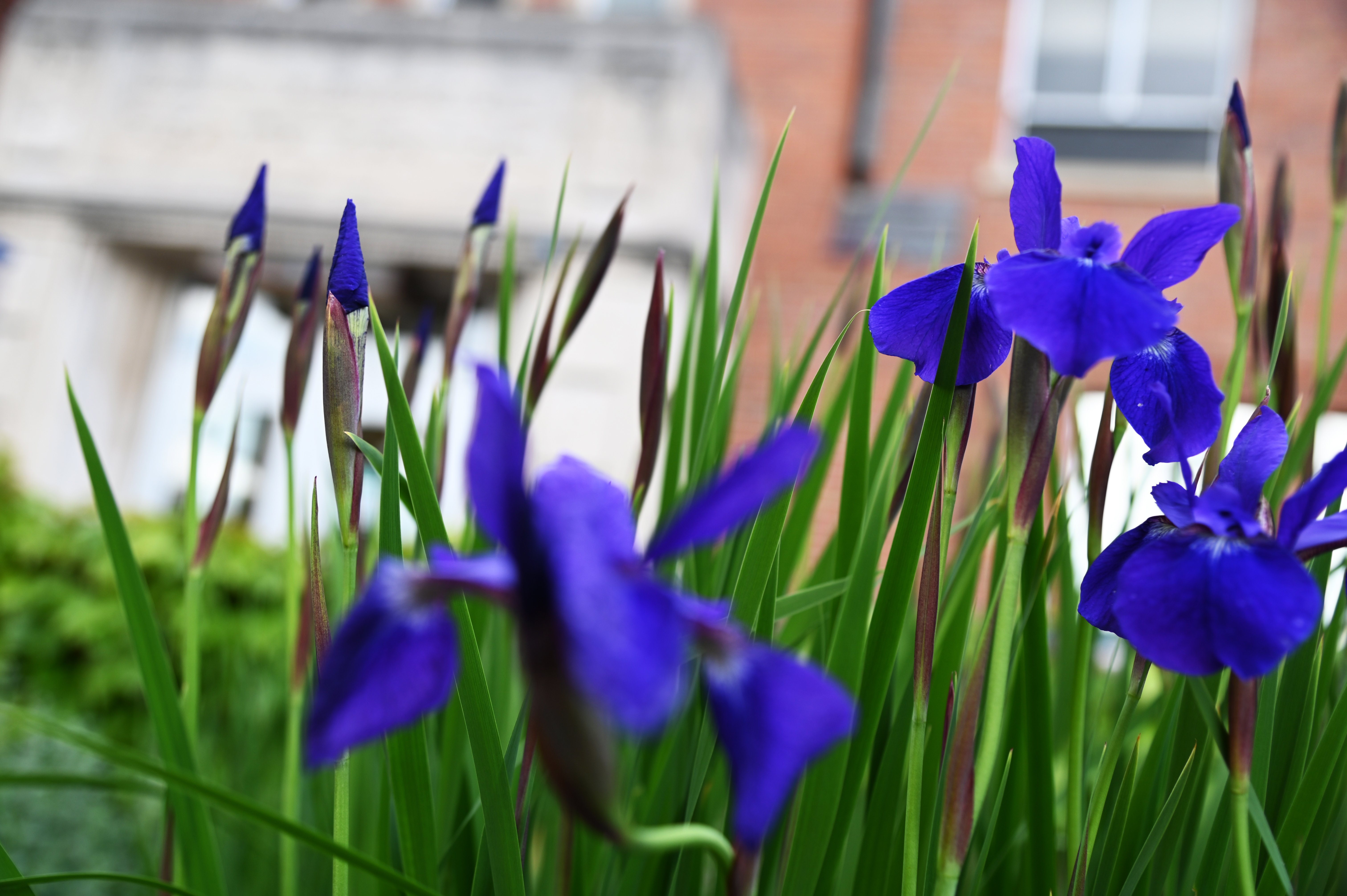 flowers outside of olin