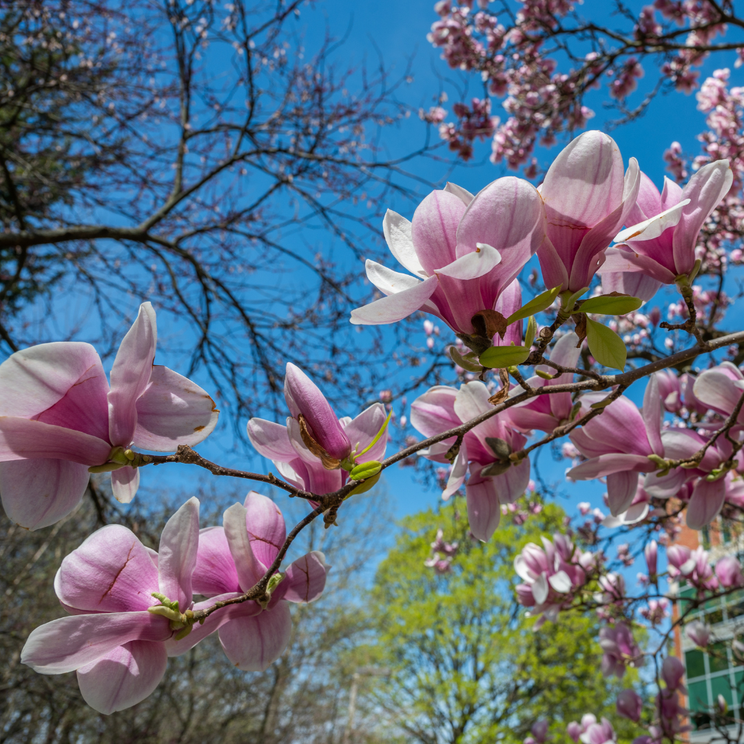 Flowering tree on campus