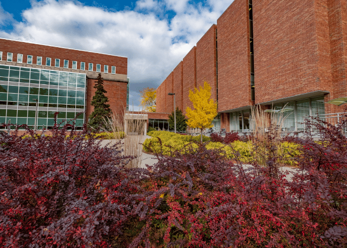 Photo of Michigan State University’s Main Library in autumn, featuring a sidewalk leading up to the main entrance. 