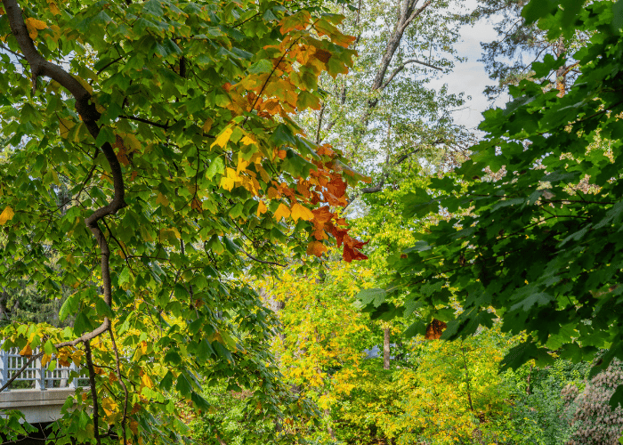 Leaves on tree branches