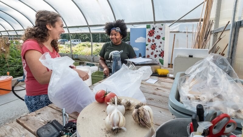 Two agriculture, food and natural resources students smile as they work with vegetables in a sunny greenhouse.