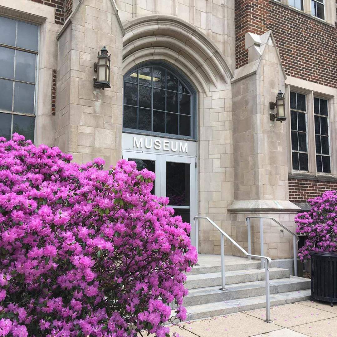 The entrance to the MSU Museum with pink flowers on either side