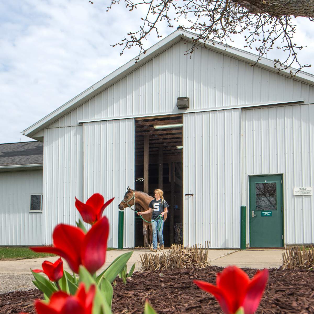An agriculture student walks a horse out of the a stable at the MSU pavilion, red flowers bloom in the foreground