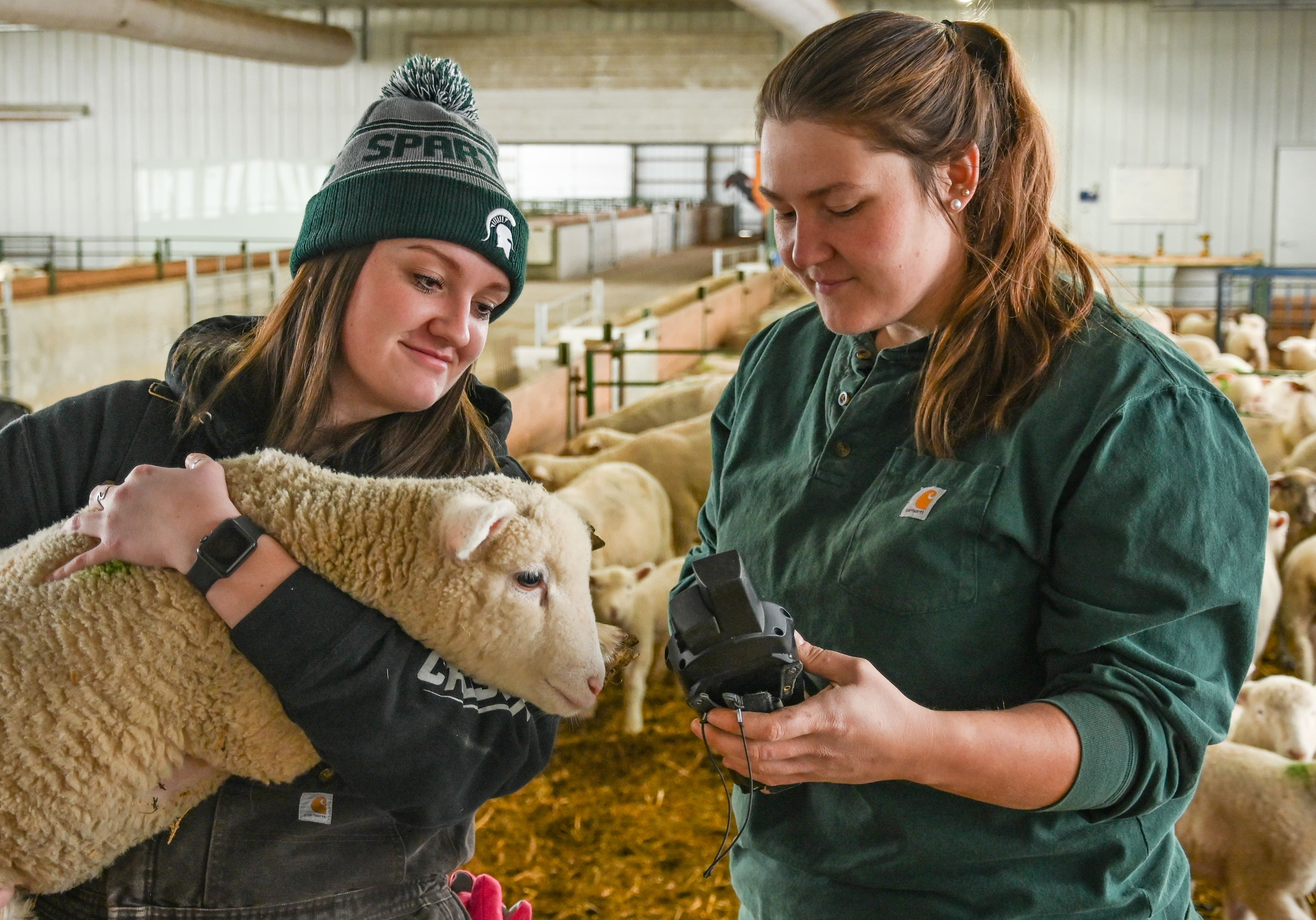 Two agriculture students at Michigan State University working with sheep. One student is holding a sheep in her arms