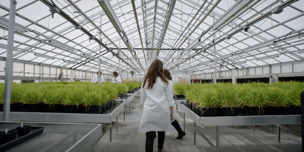 Thumbnail image for MSU promo video showing a researcher in a lab coat walking through a well-lit greenhouse