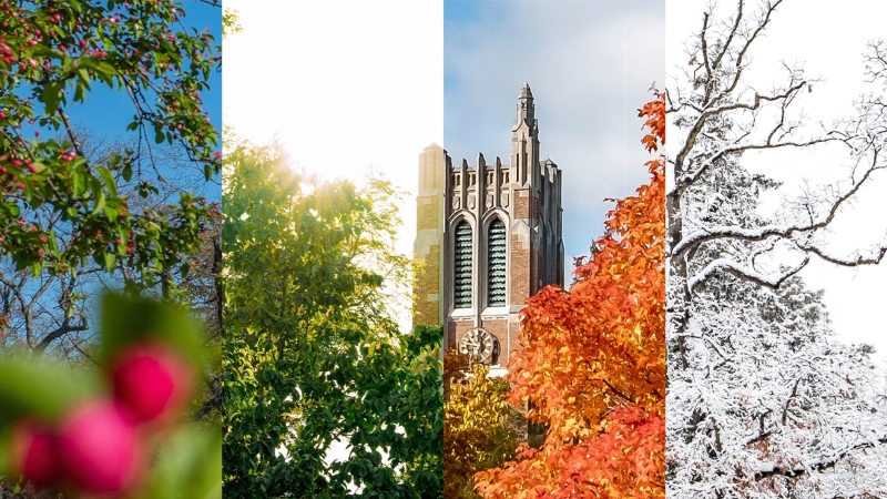 A collage of four images that, when stitched together, show MSU's Beaumont Tower in all four seasons. From right to left: spring, summer, fall, and winter.