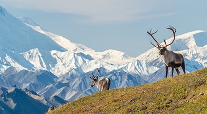 Two caribou stand on a grassy ridge in Alaska with the towering, snow-covered peaks of Denali National Park rising dramatically behind them.