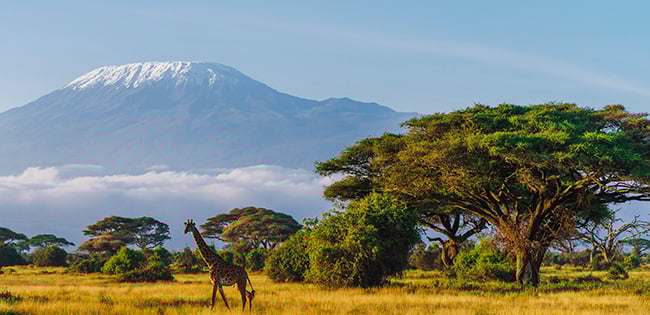 A scenic view of a giraffe standing in the golden grasslands of Kenya with Mount Kilimanjaro and its snow-capped peak in the background. The landscape is dotted with acacia trees under a clear blue sky, creating a tranquil and iconic African setting.